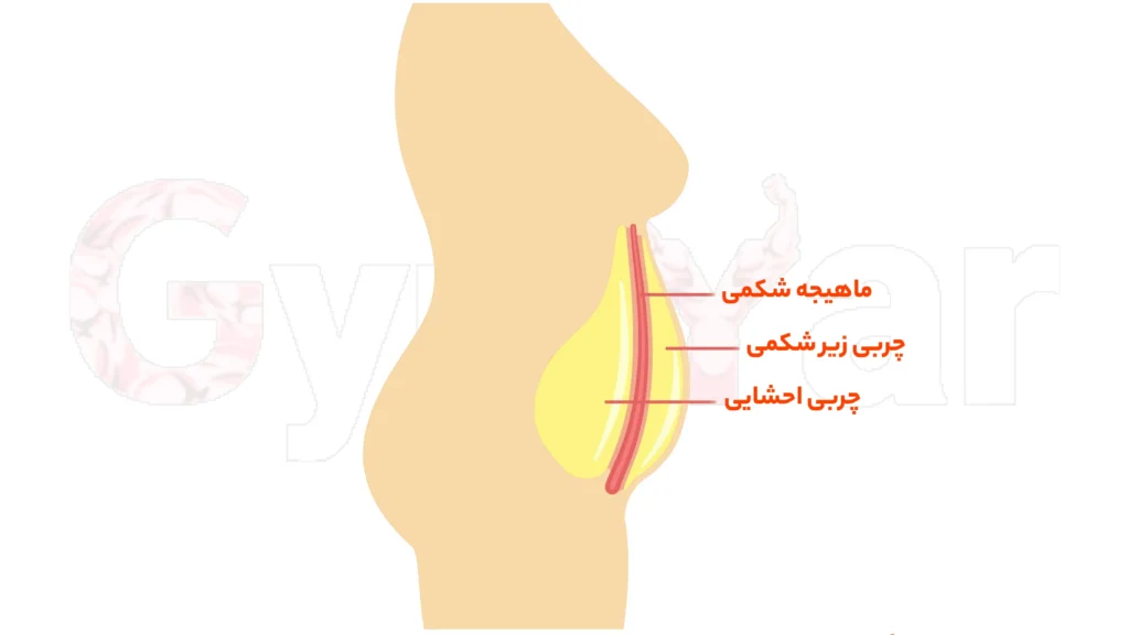 برنامه بدنسازی چربی سوزی شکم و پهلو بانوان